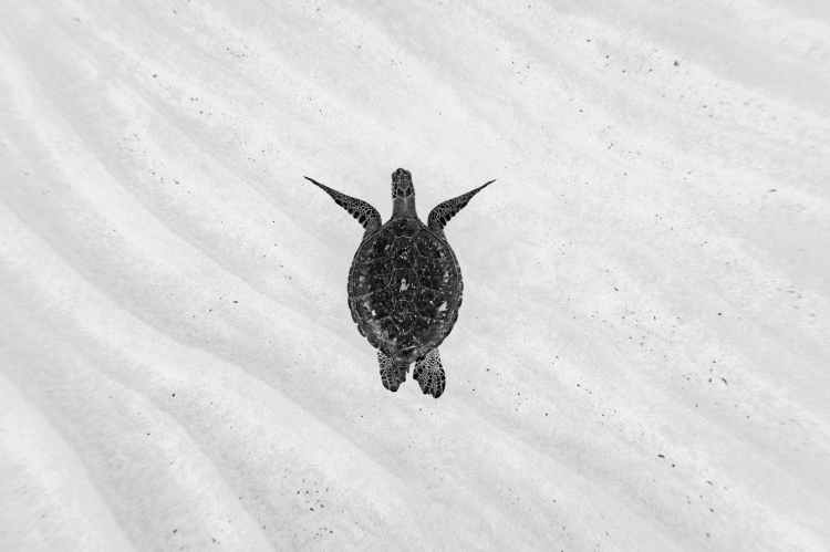 It’s Not Just Our Plastic Killing Sea Turtles – The Story of Fibropapillomatosis