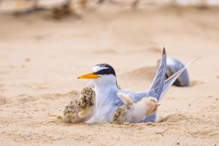 Protecting the Little Terns – RSPB –&nbsp;2021