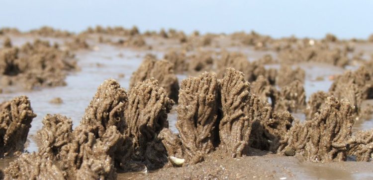 Another Reef in Norfolk? – The Magical Sabellaria&nbsp;spinulosa