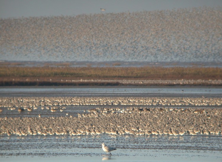 Turning Tides – The Wash Wildlife Documentary Coming&nbsp;Soon